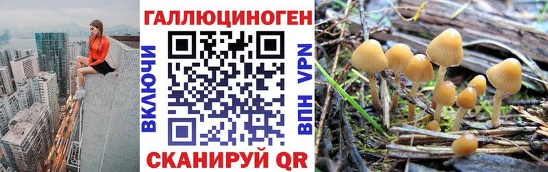 Галлюциногенные грибы Psilocybine cubensis  Углич 