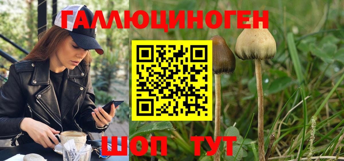 Углич  Псилоцибиновые грибы мицелий  Вход с VPN 